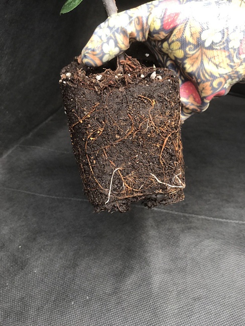 Яблоня декоративная Роялти 1 шт С2